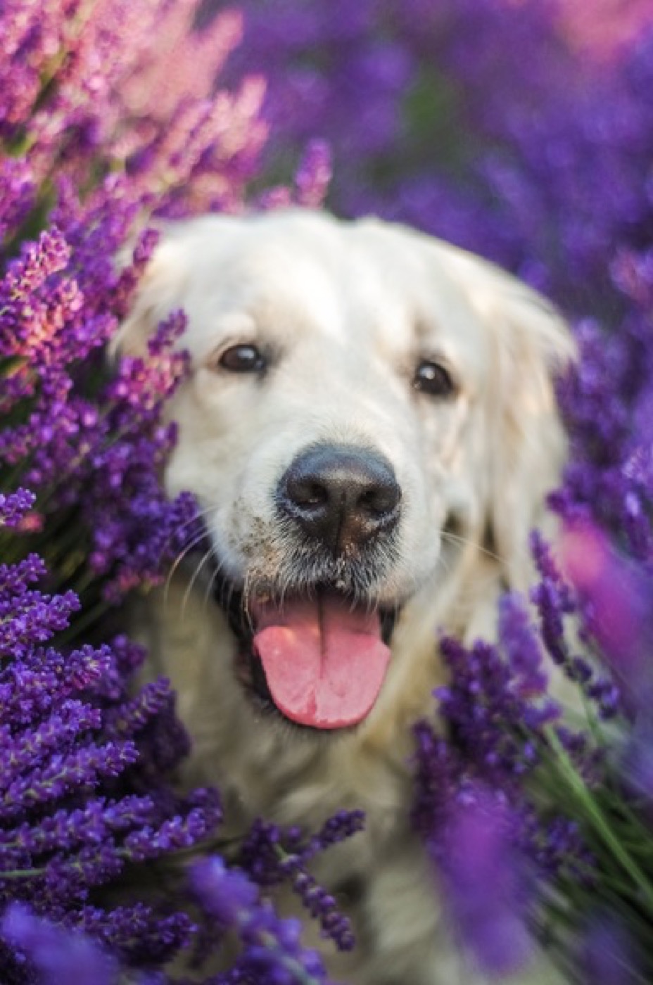 Cane appena toelettato A Casa di Uma
